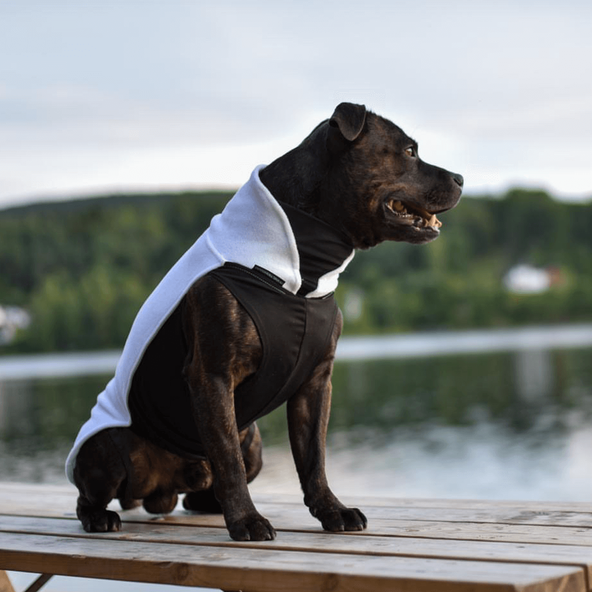 Staffordshire Bull Terrier 1935® Fleece Coat