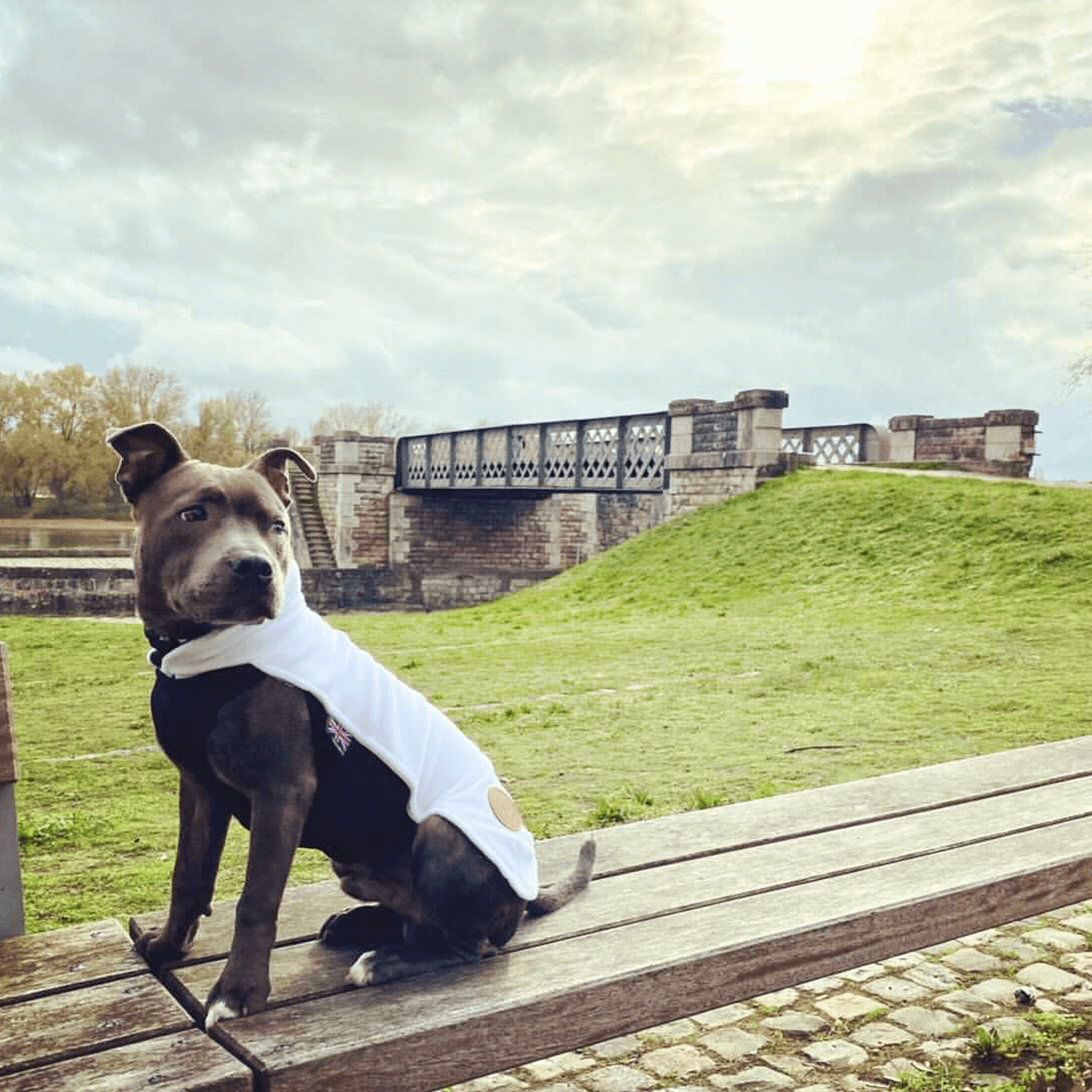 Staffordshire Bull Terrier 1935® Fleece Coat