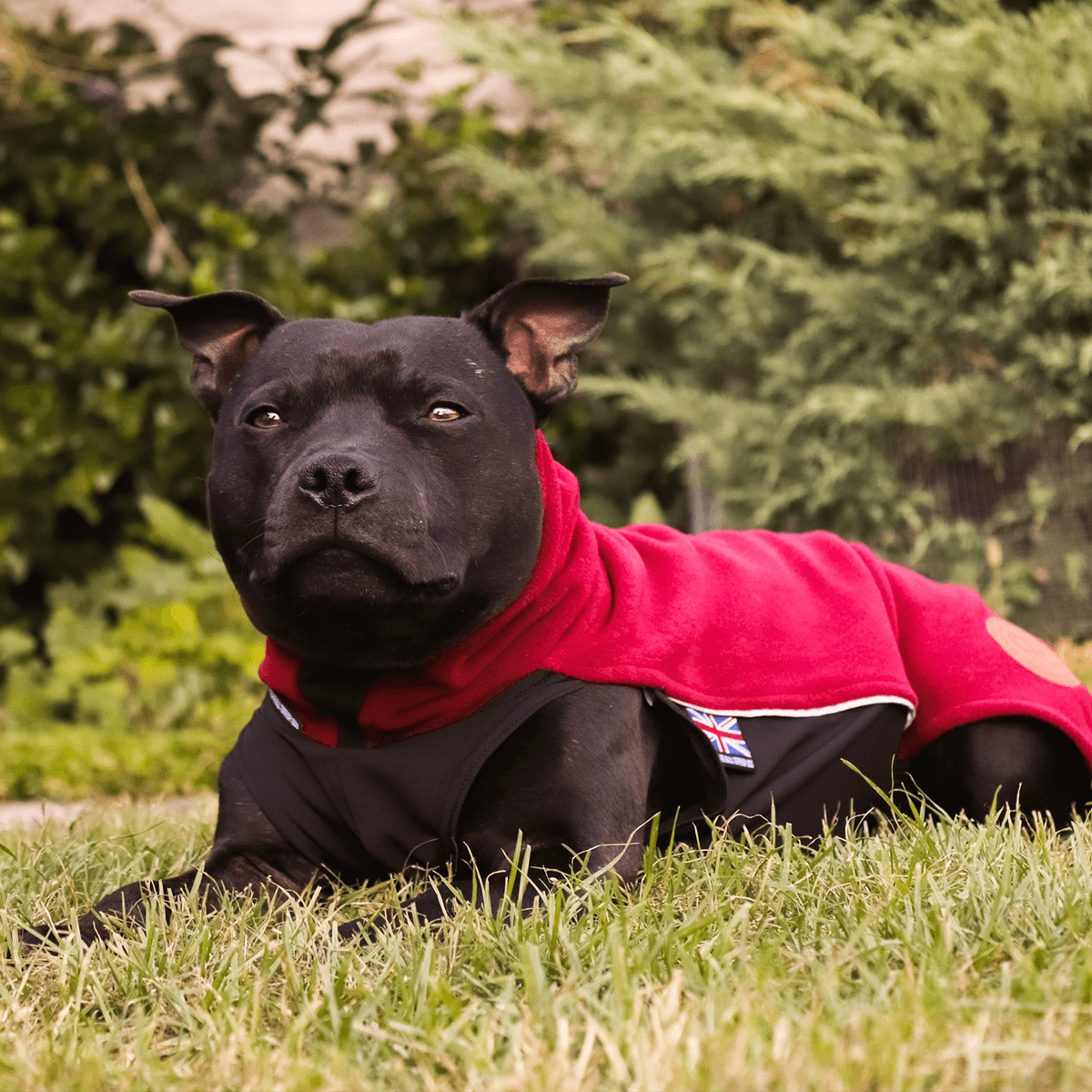 Staffy Fleece Coat - Staffordshire Bull Terrier 1935®