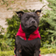 Staffy Fleece Coat - Staffordshire Bull Terrier 1935®