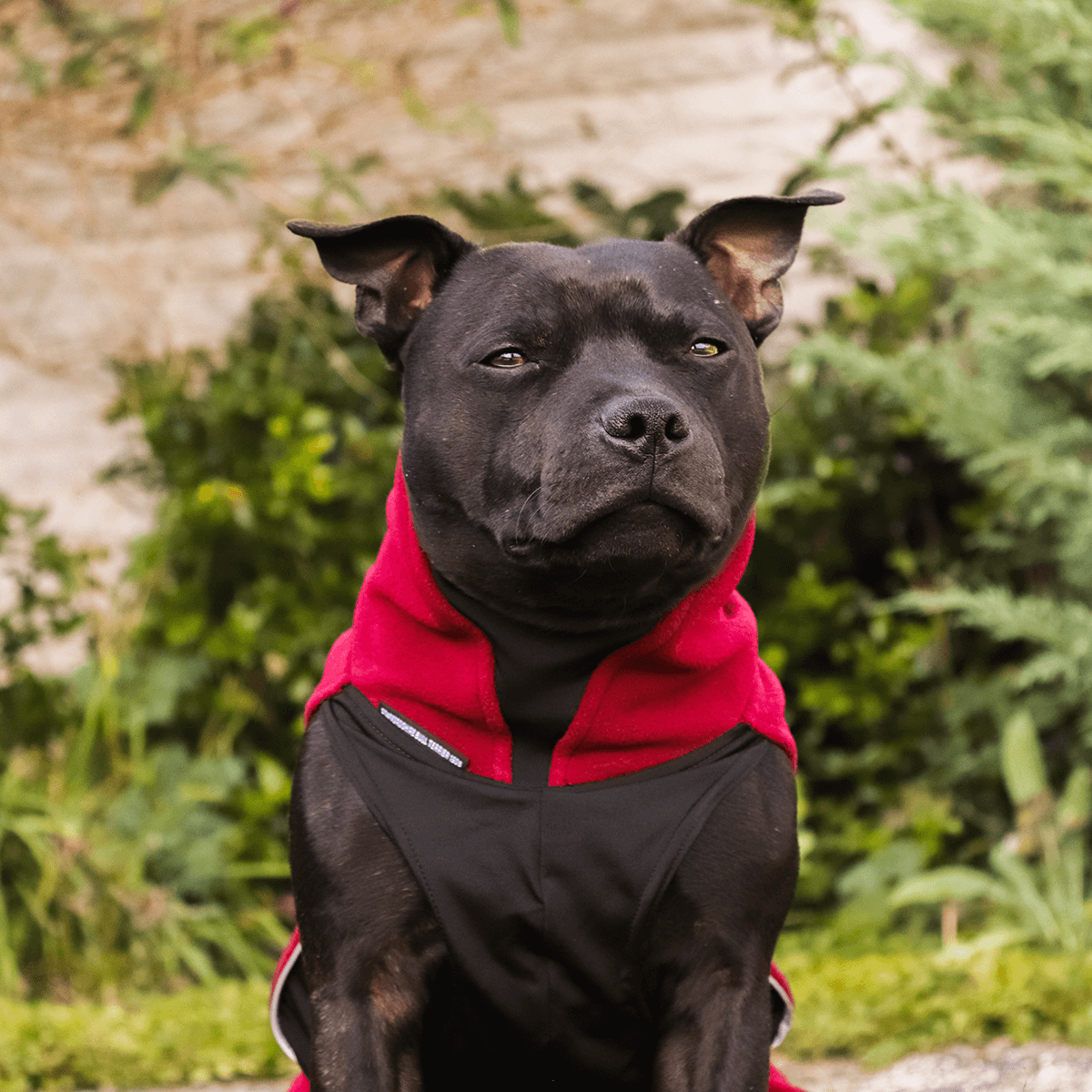 Staffy Fleece Coat - Staffordshire Bull Terrier 1935®