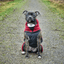 Staffy Fleece Coat - Staffordshire Bull Terrier 1935®