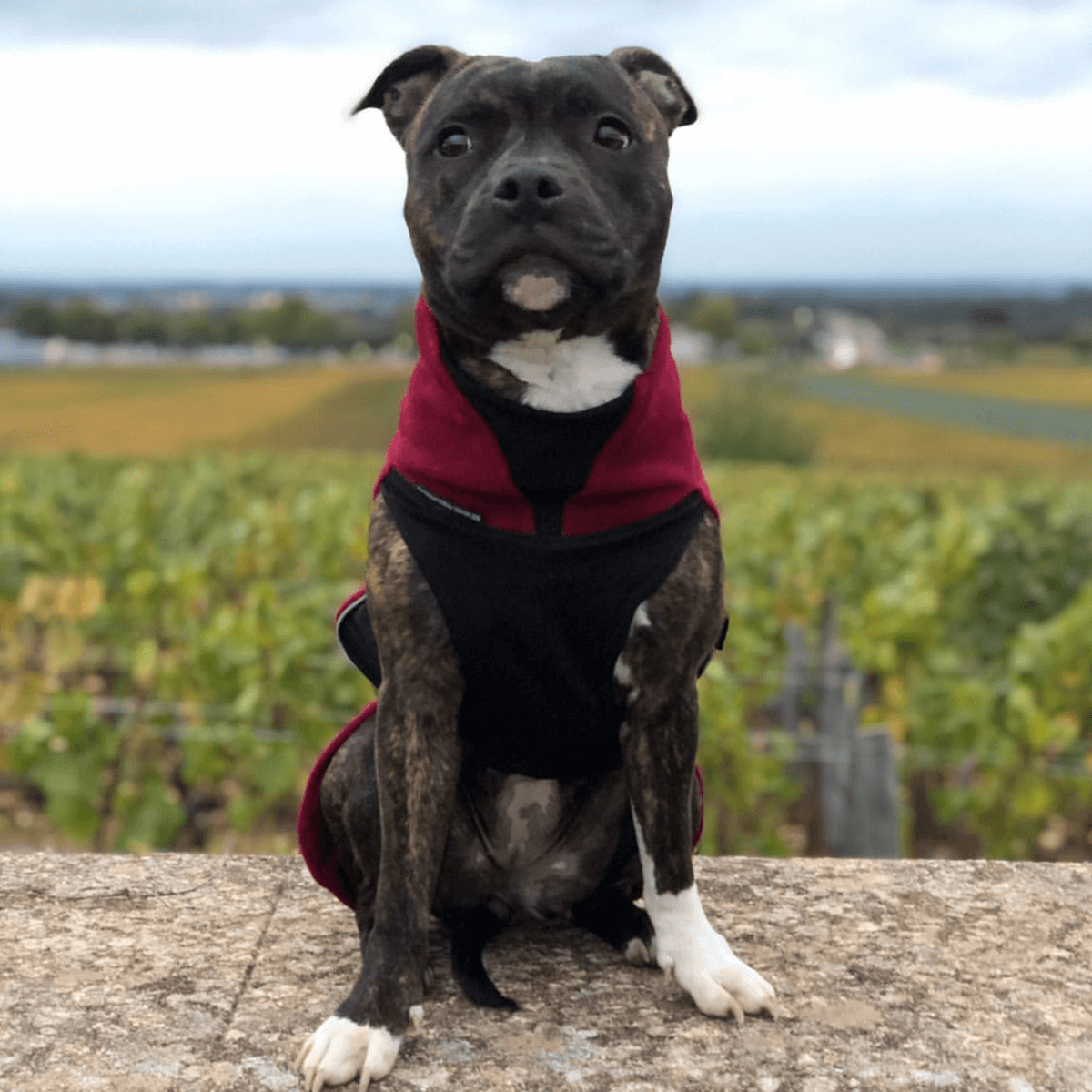 Staffy Fleece Coat - Staffordshire Bull Terrier 1935®