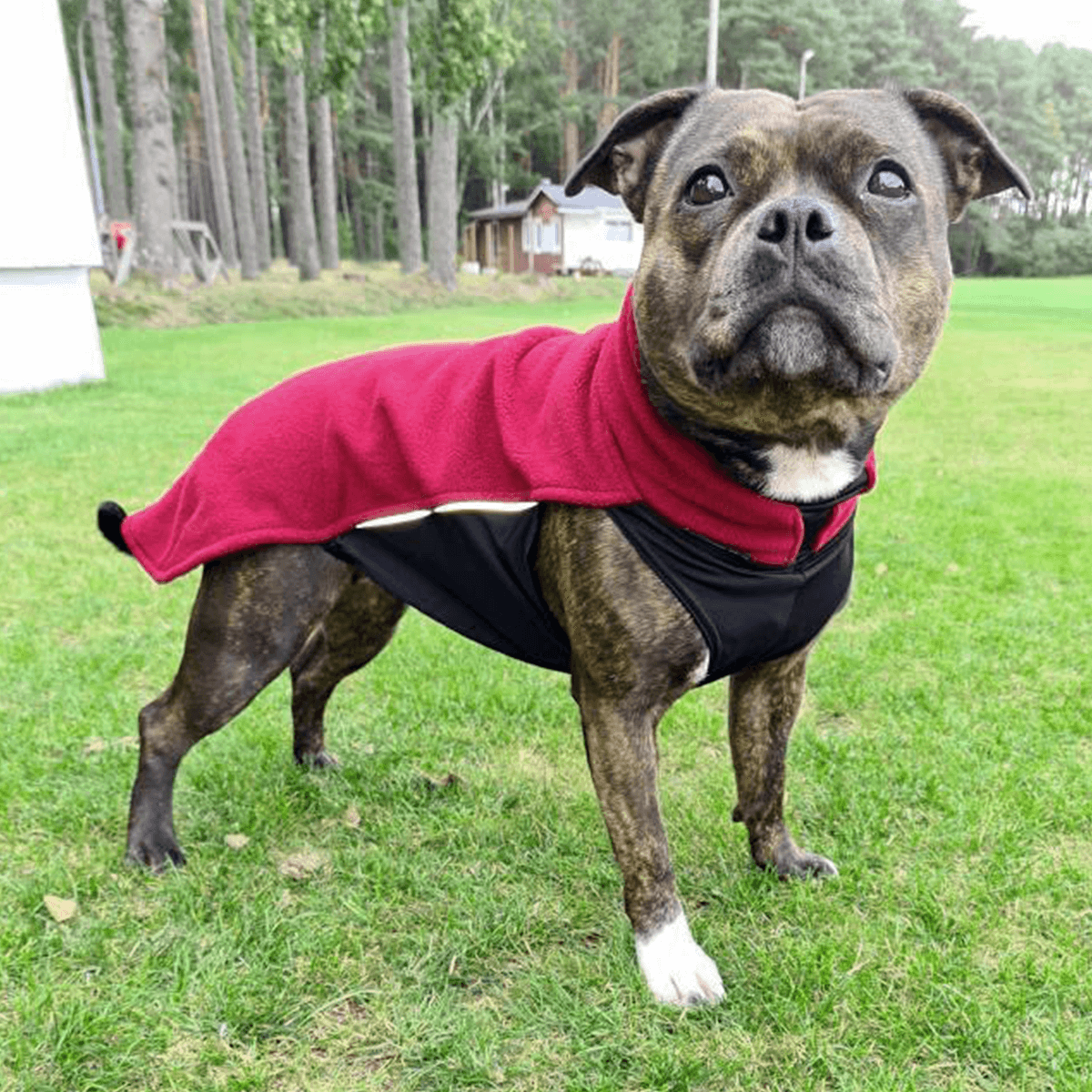 Staffy Fleece Coat - Staffordshire Bull Terrier 1935®