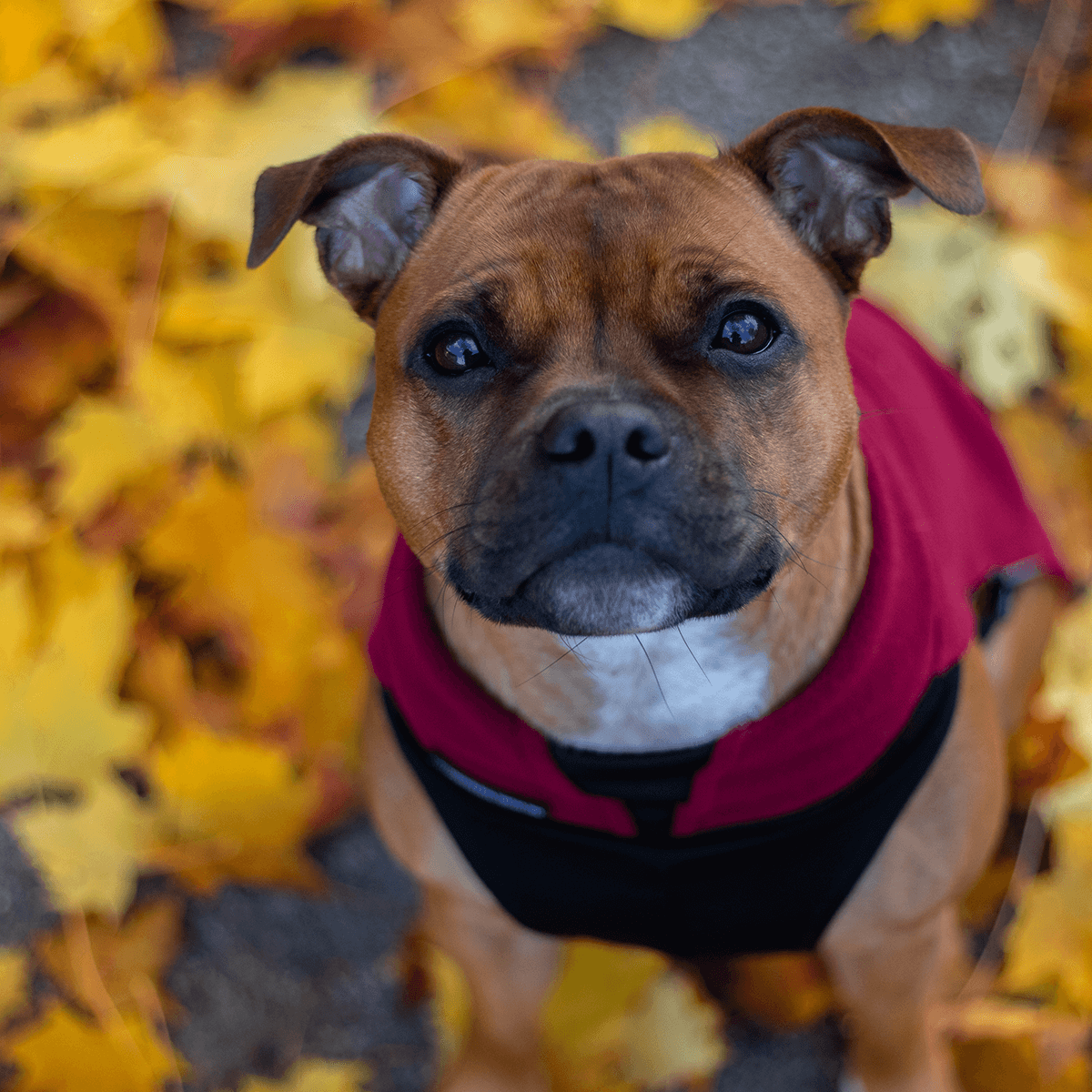 Staffy Fleece Coat - Staffordshire Bull Terrier 1935®