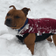 Staffy Fleece Coat - Staffordshire Bull Terrier 1935®