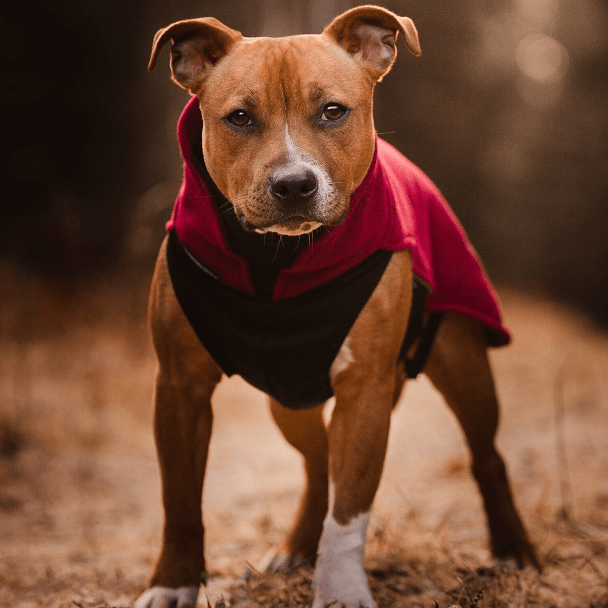 Staffy Fleece Coat - Staffordshire Bull Terrier 1935®