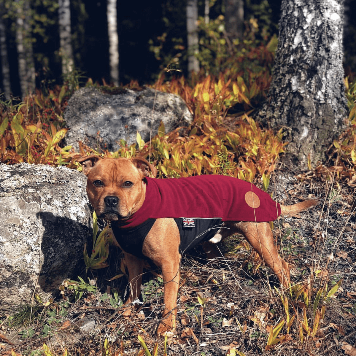 Staffy Fleece Coat - Staffordshire Bull Terrier 1935®