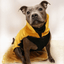 Fleece Coat - Staffordshire Bull Terrier 1935®