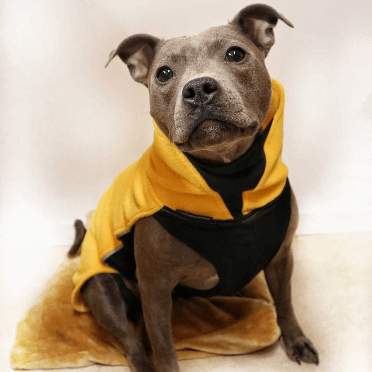 Fleece Coat - Staffordshire Bull Terrier 1935®