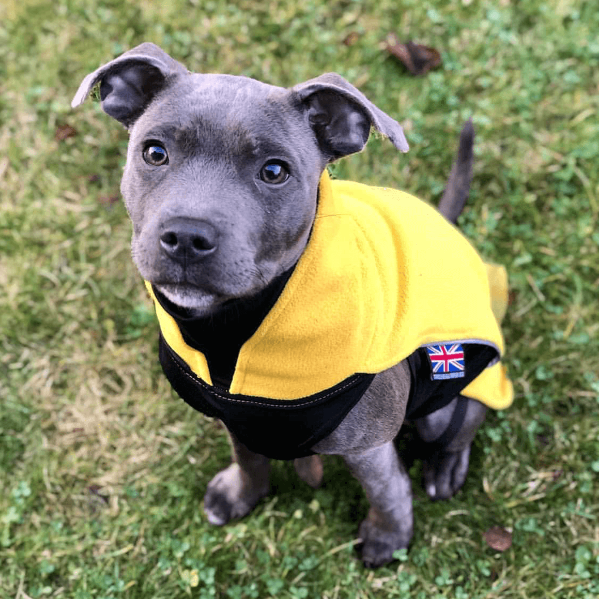 Fleece Coat - Staffordshire Bull Terrier 1935®