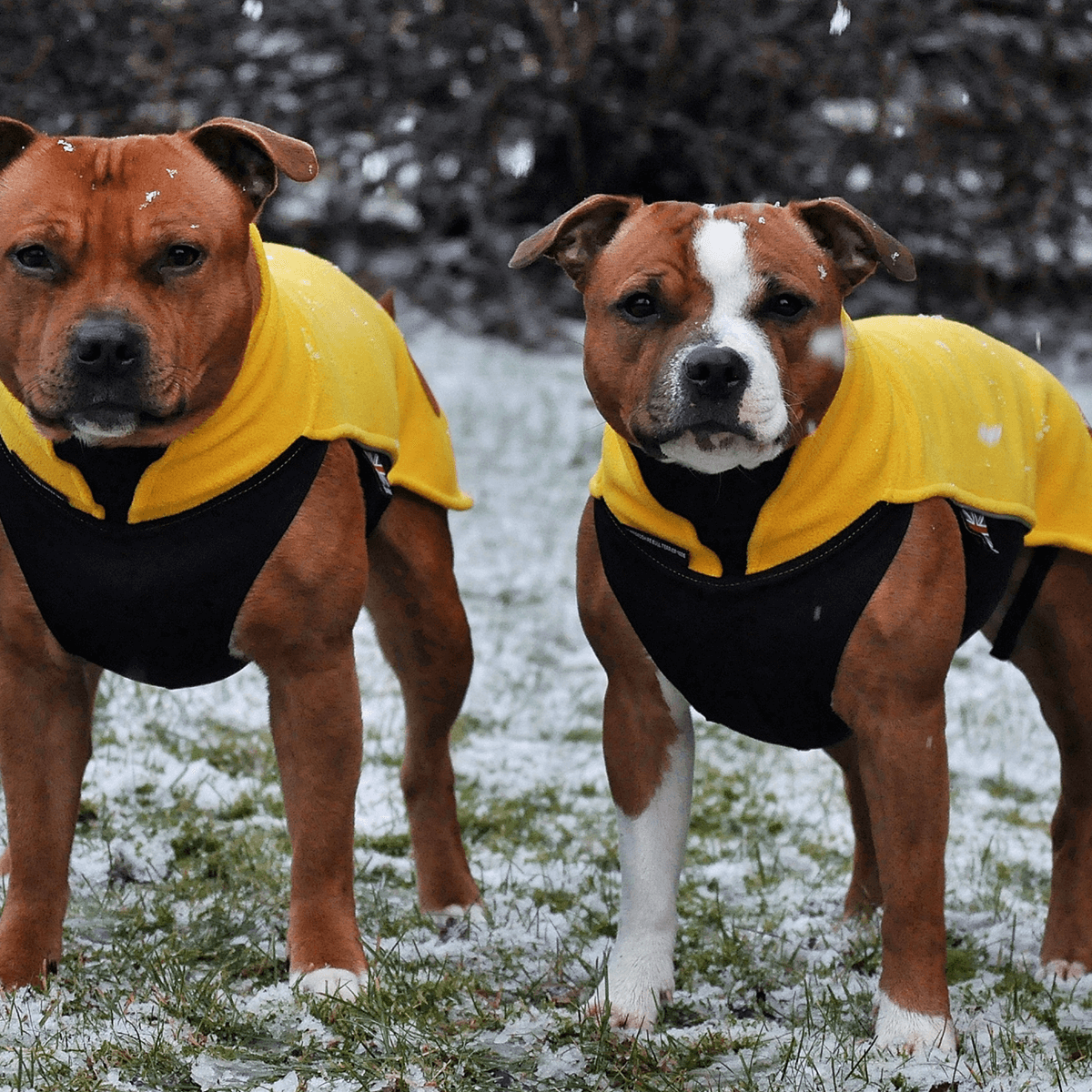 Fleece Coat - Staffordshire Bull Terrier 1935®