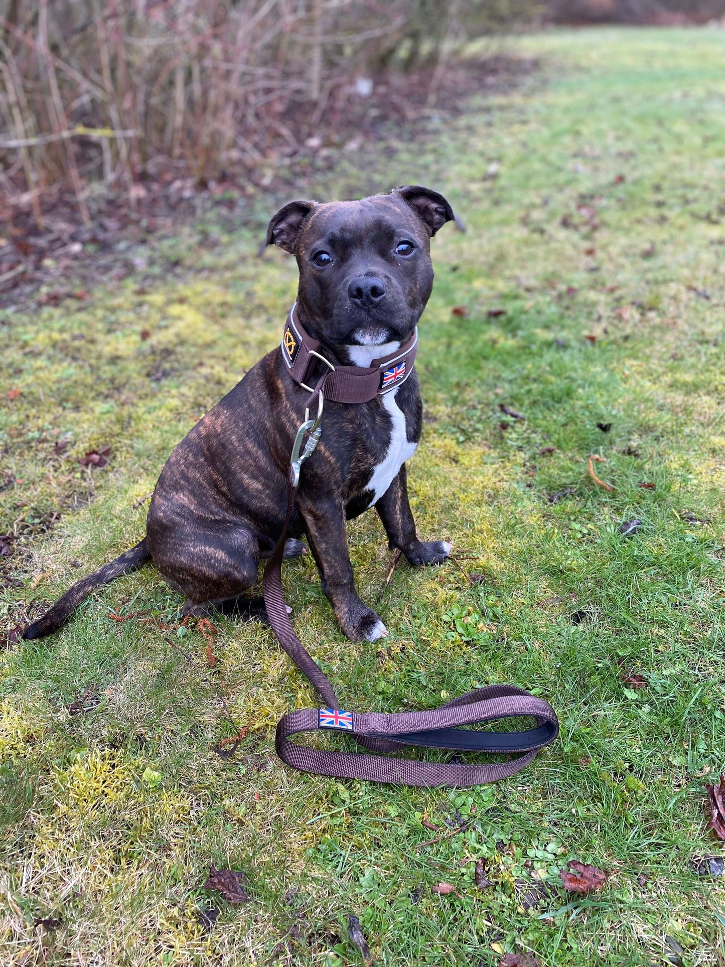 Staffordshire Bull Terrier 1935® Nylon Leash - Chocolate - Carabiner